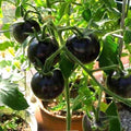 Black Tomato - Vegetable Seeds