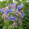 Borage - Herb Seeds