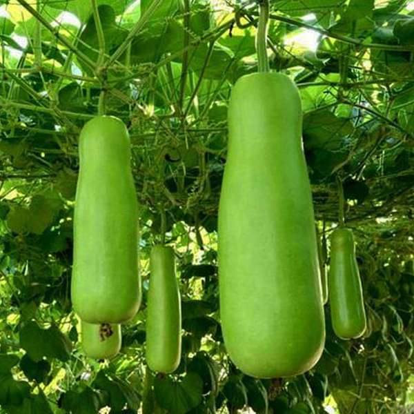 Bottle Gourd F1 Hybrid Sumant- Vegetable Seeds