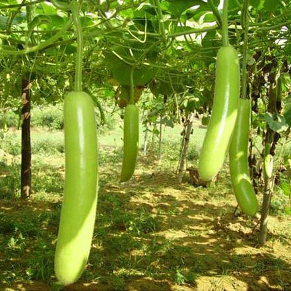 Bottle Gourd Pusa Komal - Desi Vegetable Seeds