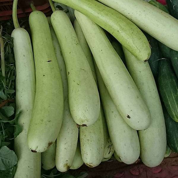 Bottle Gourd Pusa Naveen - Desi Vegetable Seeds