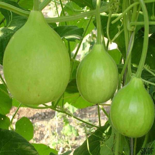 Bottle Gourd Round - Desi Vegetable Seeds