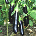 Brinjal F1 Him Mani - 412 - Vegetable Seeds