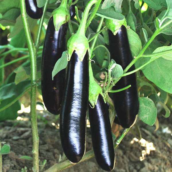 Brinjal F1 Him Mani - 412 - Vegetable Seeds