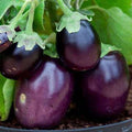 Brinjal F1 Sona Babu - Vegetable Seeds