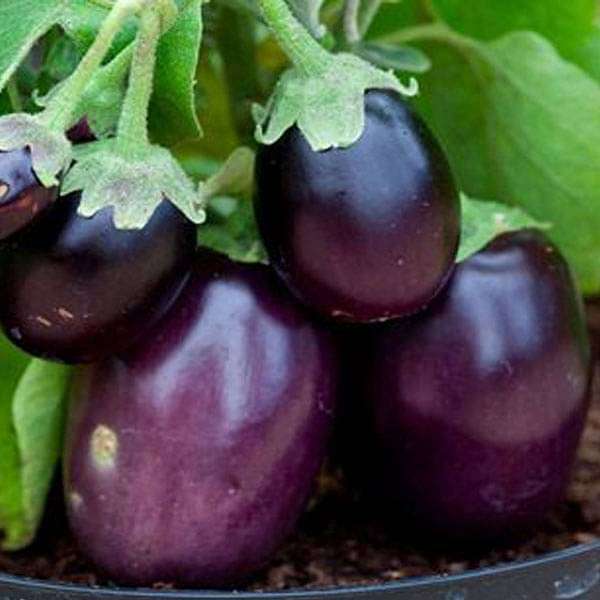 Brinjal F1 Sona Babu - Vegetable Seeds