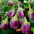 Brinjal MK - 10 - Vegetable Seeds