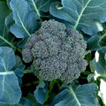 Broccoli Green - Desi Vegetable Seeds
