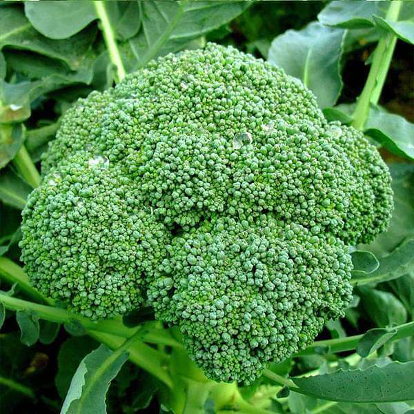 Broccoli Green Imported - Vegetable Seeds