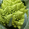 Broccoli Romanesco - Vegetable Seeds