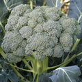 Brocoli Waltham 29 - Vegetable Seeds