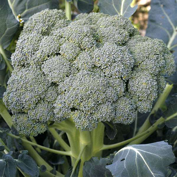 Brocoli Waltham 29 - Vegetable Seeds