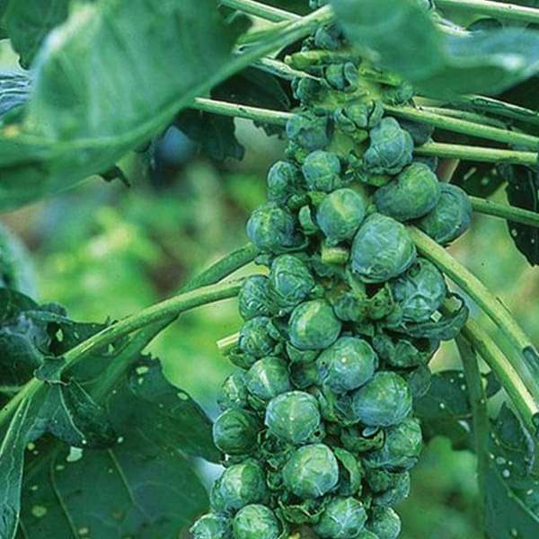 Brussel Sprout Long Island - Vegetable Seeds