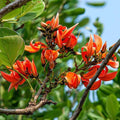 Flame of Forest - 10" Grow bag