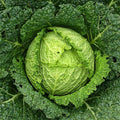 Cabbage Savoy - Heirloom Vegetable Seeds