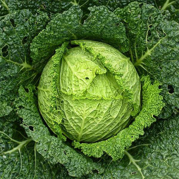 Cabbage Savoy - Heirloom Vegetable Seeds