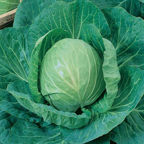 Cabbage Special Pride - Desi Vegetable Seeds