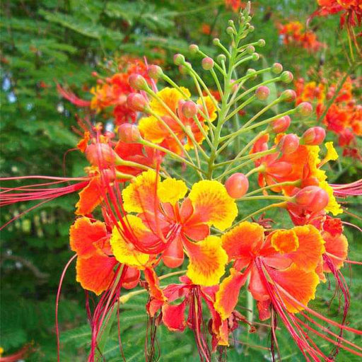 Peacock Flower - 10" Grow bag