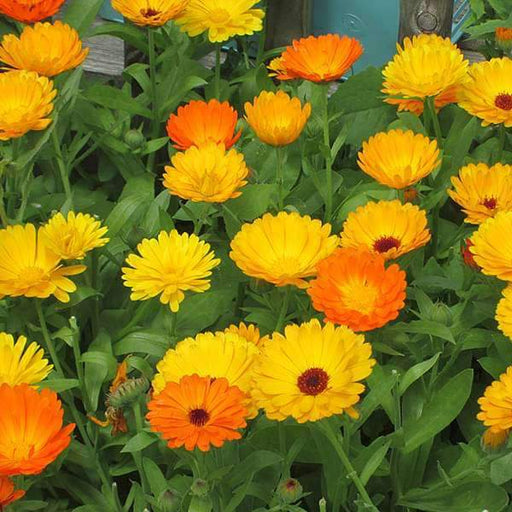Calendula Orange - 6" Grow bag