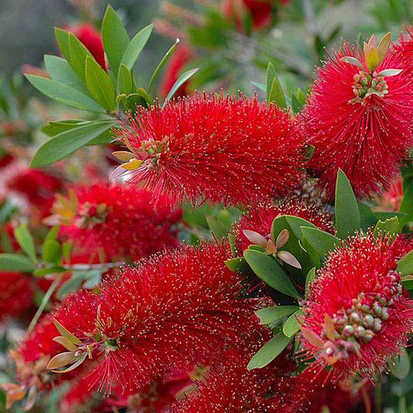 Callistemon Citrinus, Bottle Brush - 0.5 kg Seeds