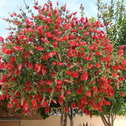 Bottlebrush Red - 10" Grow bag