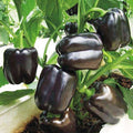 Capsicum Black, Bell Pepper Purple Black - Vegetable Seeds