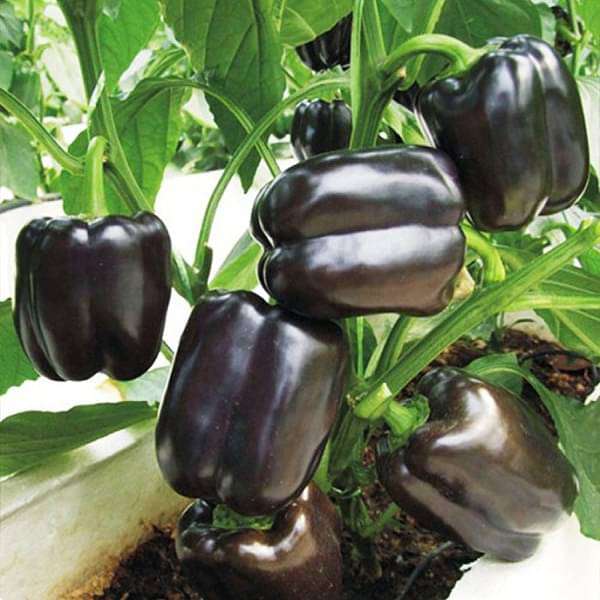 Capsicum Black, Bell Pepper Purple Black - Vegetable Seeds