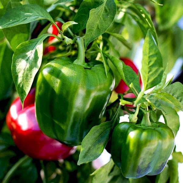 Capsicum F1 Andhra 115 - Vegetable Seeds