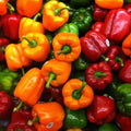 Capsicum Mix Color, Bell Pepper Misticanza - Vegetable Seeds
