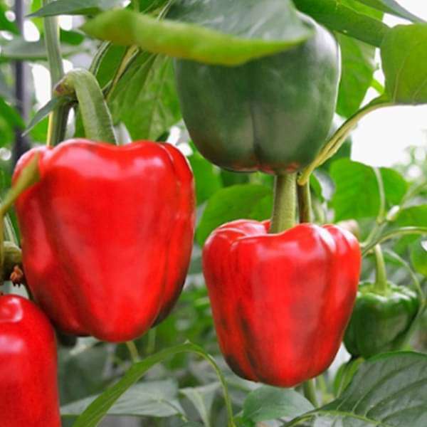Capsicum Red Imported - Vegetable Seeds