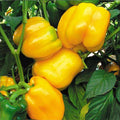 Capsicum Yellow Imported - Vegetable Seeds
