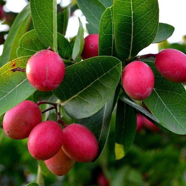 Carissa Carandas, Koromcha, Karonda - 0.5 kg Seeds