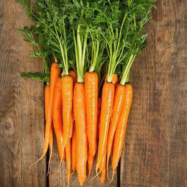 Carrot Early Nantes Imported - Vegetable Seeds