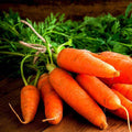 Carrot Early Nantus - Desi Vegetable Seeds