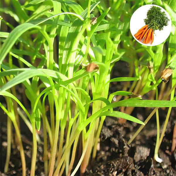 Carrot Green Leaf - Microgreen Seeds
