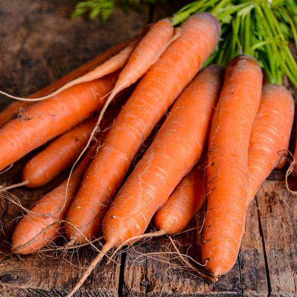 Carrot Kuroda - Vegetable Seeds