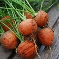 Carrot Round Nantes - Vegetable Seeds