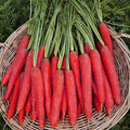 Carrot Selection Red - Vegetable Seeds