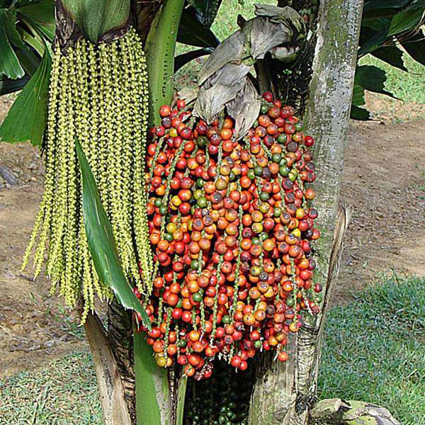 Caryota Urens, Fish Tail Palm - 0.5 kg Seeds
