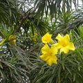 Yellow Oleander Yellow - 10" Grow bag