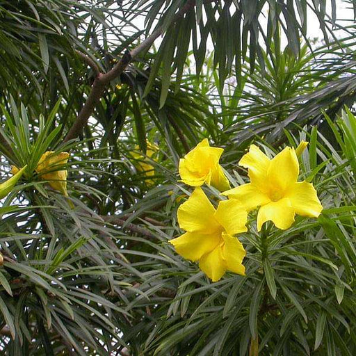 Yellow Oleander Yellow - 10" Grow bag