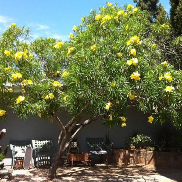 Yellow Oleander Yellow - 10" Grow bag