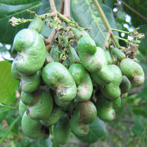 Cashew - 10" Grow bag