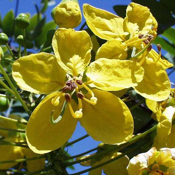 Cassia Absus - 0.5 kg Seeds