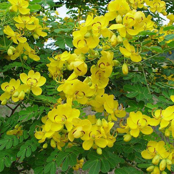 Cassia Angustifolia, Sanay, Senna - 0.5 kg Seeds