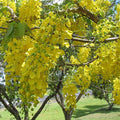 Golden Shower - 10" Grow bag