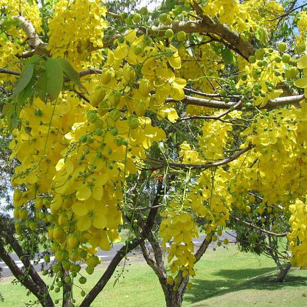 Golden Shower - 10" Grow bag