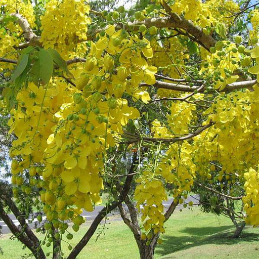 Golden Shower - 10" Grow bag