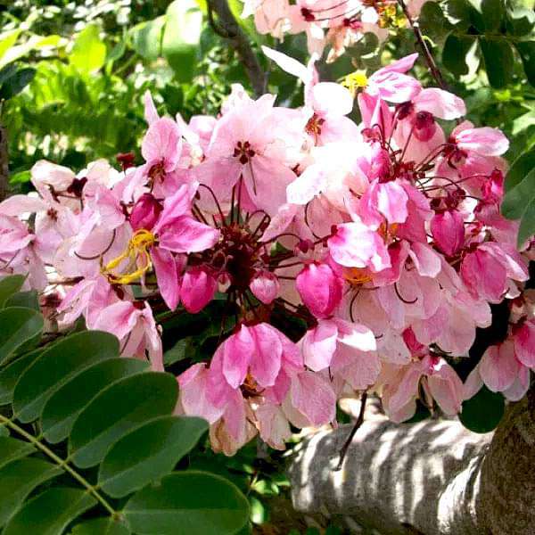 Cassia javanica, Javanica - 0.5 kg Seeds