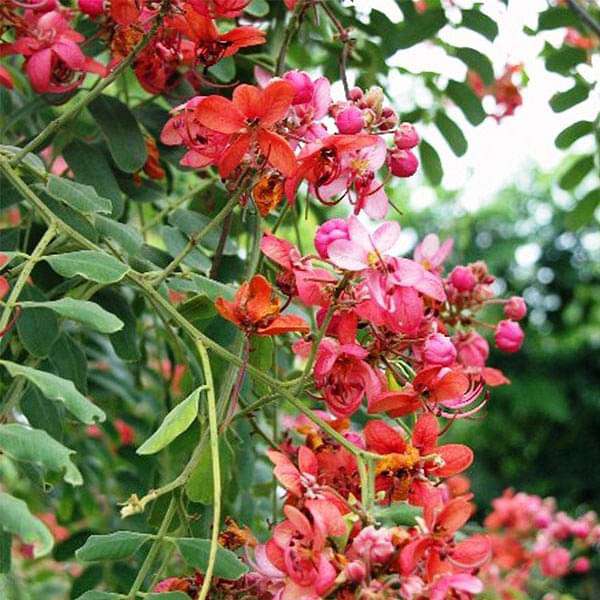Cassia Marginata, Rose Shower - 0.5 kg Seeds